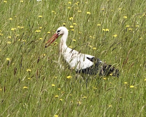 white stork